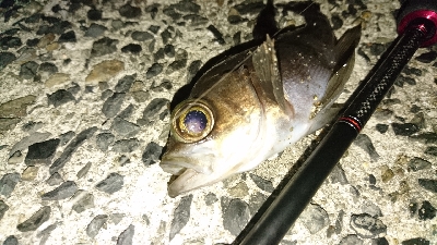 井口港メバリング