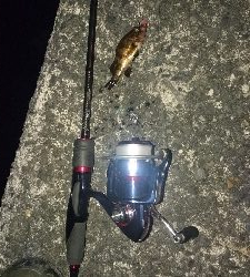 木材港南メバリング