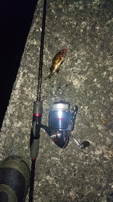 木材港南メバリング