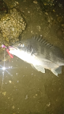 太田川放水路チニング