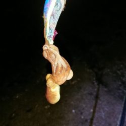 まだ早かったかな⁉️