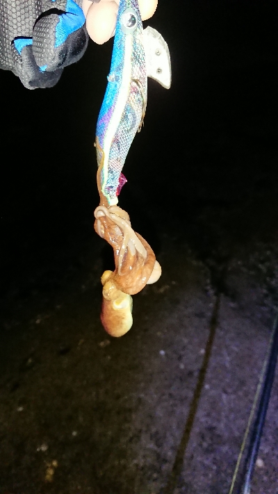 まだ早かったかな⁉️