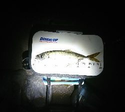 久し振りの良型アジ~