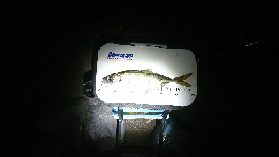 久し振りの良型アジ～