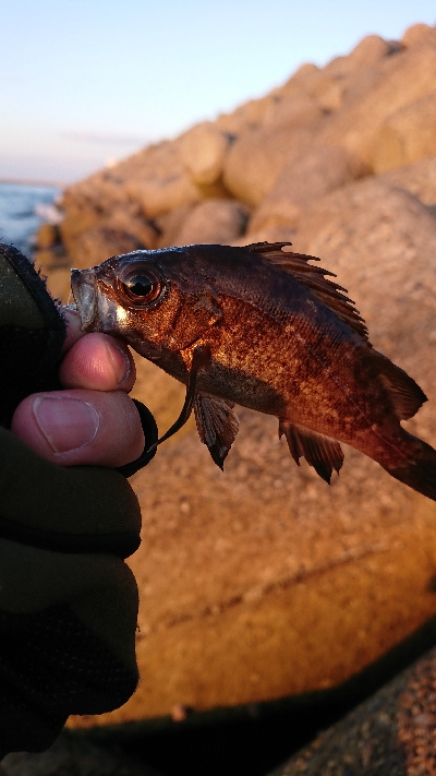 メバリング、サバゲー