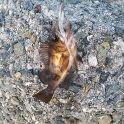 メバリングなのに