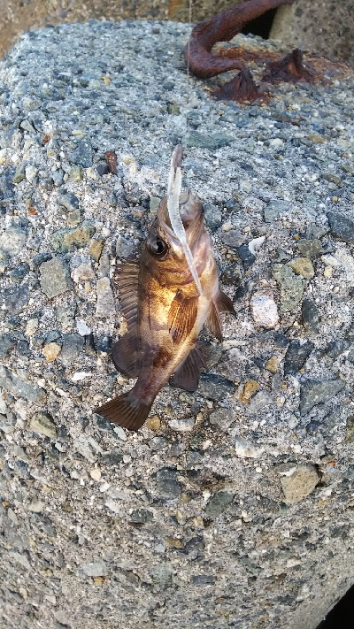 メバリングなのに