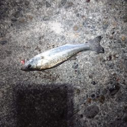 チビッ子たち。