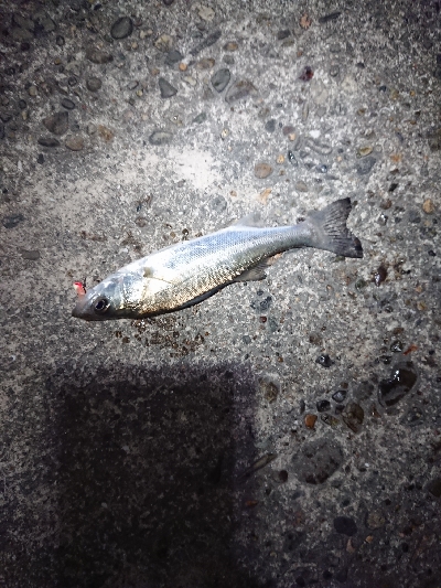 チビッ子たち。