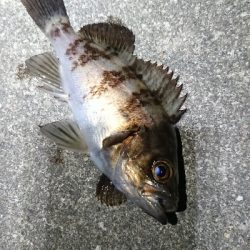 強風メバリング