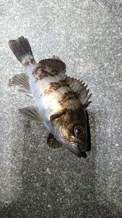 強風メバリング