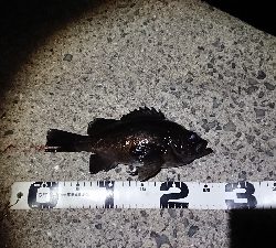 釣り部  釣行記  28