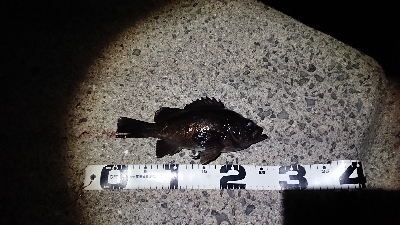 釣り部  釣行記  28