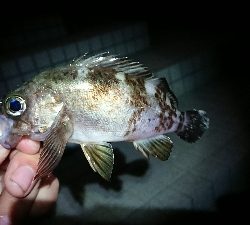 メバリング、肌寒い