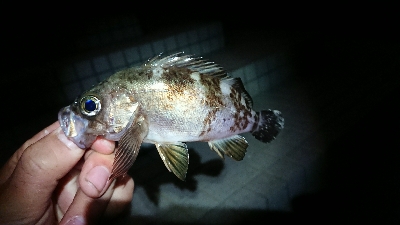 メバリング、肌寒い