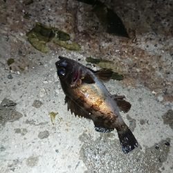 ジアイは一瞬！