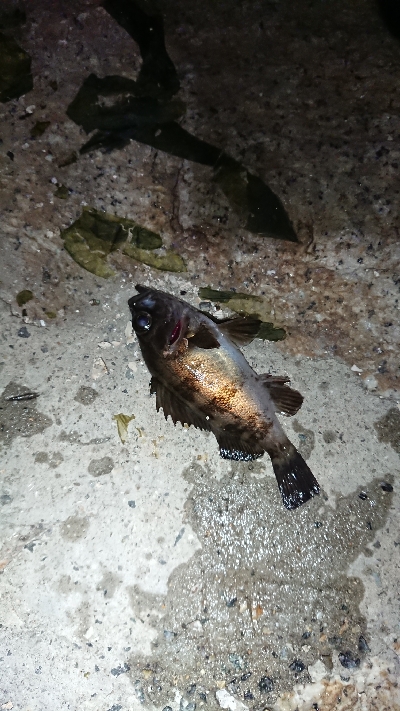 ジアイは一瞬！