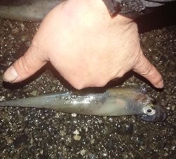 ヤリイカだぜヤリー