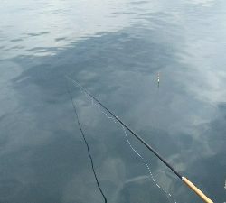 ヒラセイゴラッシュ！！