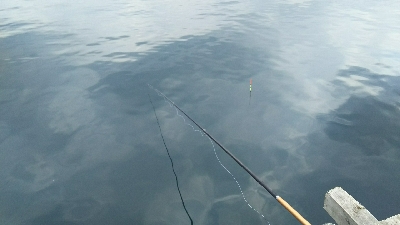 ヒラセイゴラッシュ！！