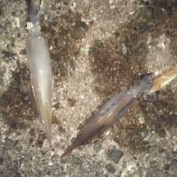 久々の爆釣❗️