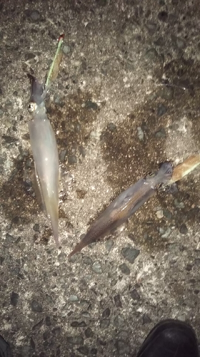 久々の爆釣❗️…