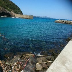 でかメバル！？