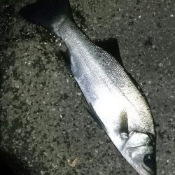 真夜中のヒラスズキ