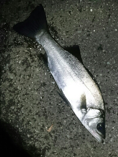 真夜中のヒラスズキ