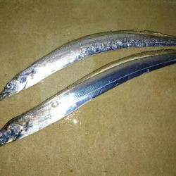 仕事終わりにタチウオ