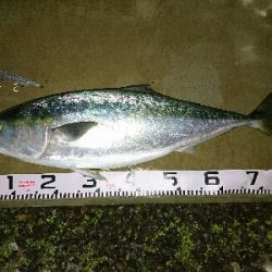 のっこみシーズン到来❗青物、ヒラスズキゲット