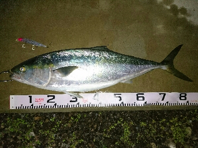 のっこみシーズン到来❗青物、ヒラスズキゲット