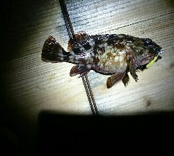 連日のメバリング