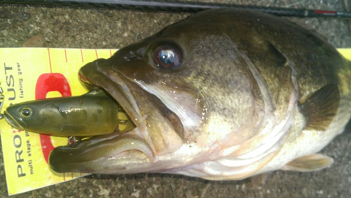 今年二回目バス釣り