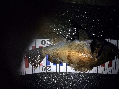 メバルプラッキング