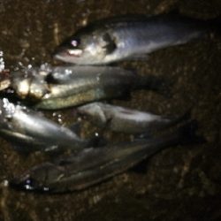 気温快適、水温低め、活性低め