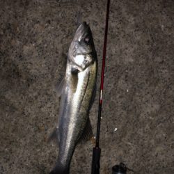 メバル…プラッキング…？