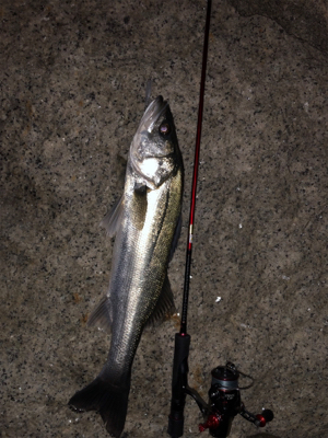 メバル…プラッキング…？