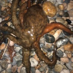 ヤリイカエギングで