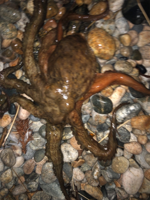 ヤリイカエギングで