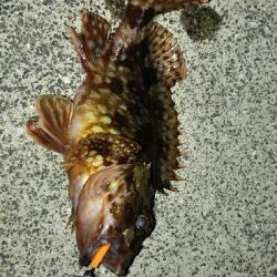 2019年3月2日釣行in深江漁港