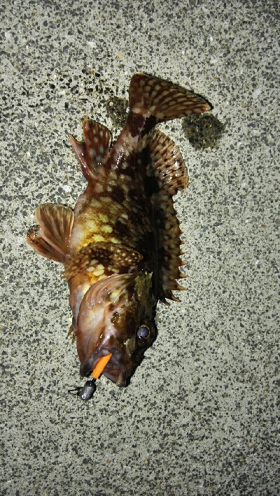 2019年3月2日釣行in深江漁港