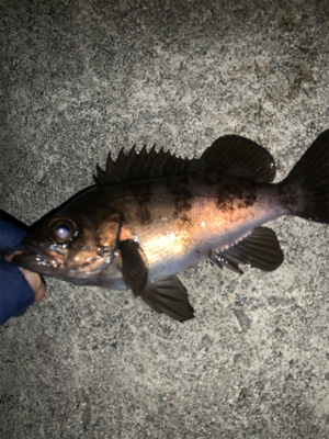 メバリングね。。。