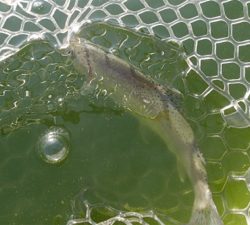 エリアトラウト