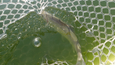 エリアトラウト