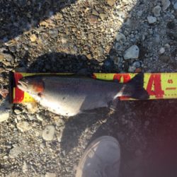 管理釣り場 芥川