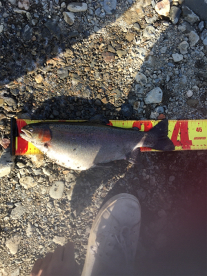 管理釣り場 芥川