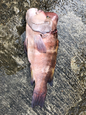 モンスター再び