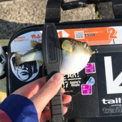 メバルを求めて③