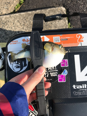 メバルを求めて③